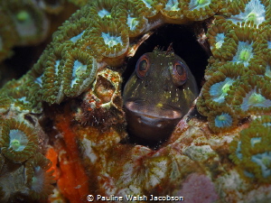 Molly Miller Blenny, Scartella cristata, Lauderdale-by-th... by Pauline Walsh Jacobson 